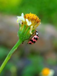 Close-up of ladybug on flower