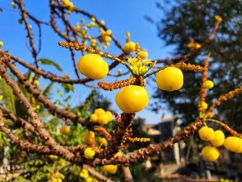 Low angle view of fruits growing on tree