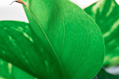 Close-up of green leaves