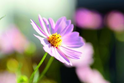 Close-up of purple cosmos flower