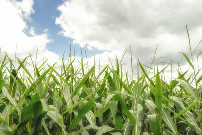 Close-up of wheat field against sky