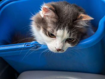 Close-up of a cat