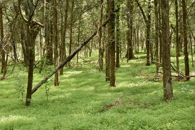 Trees in forest