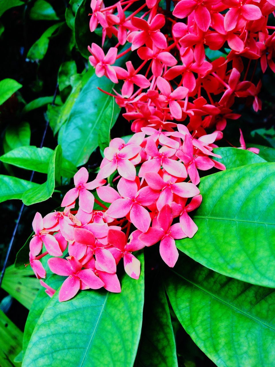 CLOSE-UP OF PINK FLOWERS BLOOMING IN GARDEN