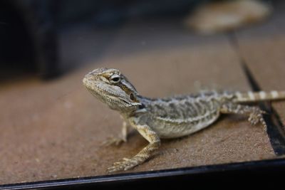 Close-up of lizard