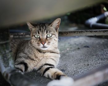 Close-up portrait of cat