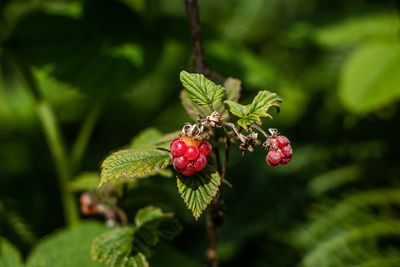 Close-up of berries on plant