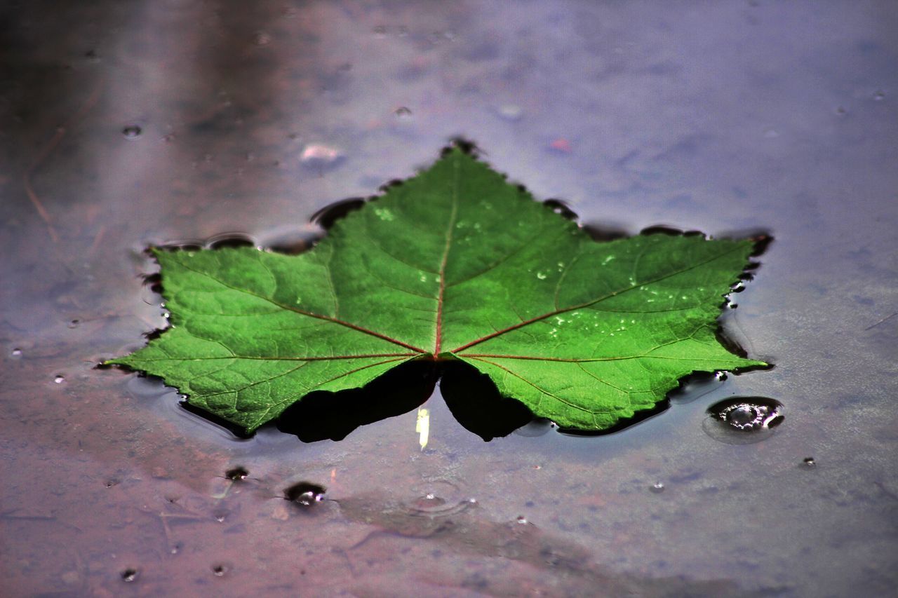 HIGH ANGLE VIEW OF RAINDROPS ON MAPLE LEAF