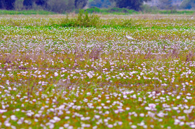 View of flowering plants on field