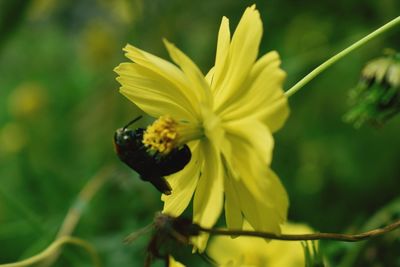 Close-up of bee on yellow flower