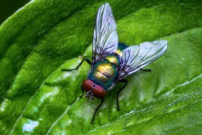 Close-up of fly on leaf