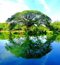 Reflection of trees in lake against sky