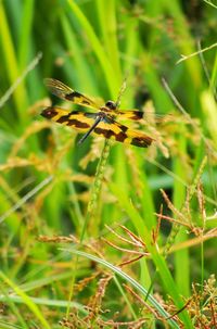 Close-up of insect on grass