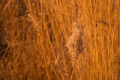 Plants growing on field