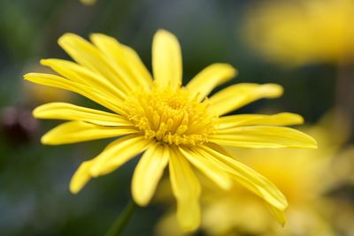 Close-up of yellow flower