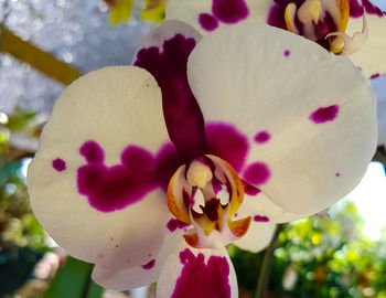 Close-up of pink flowers blooming outdoors