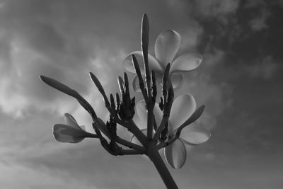 Close-up of flower against sky