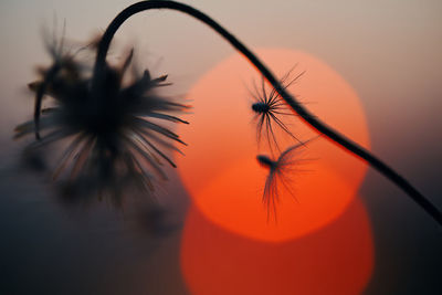Close-up of dandelion against orange sky