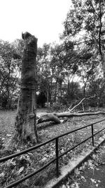 Trees growing on field against sky