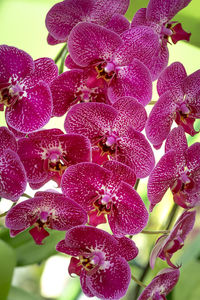 Close-up of pink flowers