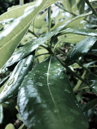 Close-up of wet plant leaves during rainy season