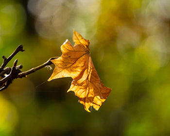 Close-up of yellow maple leaf against blurred background