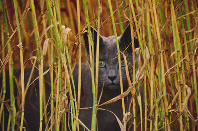 Portrait of black cat by plants