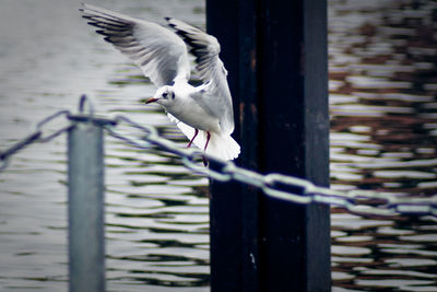 Seagull perching on railing