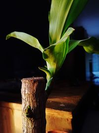 Close-up of fresh green plant against tree