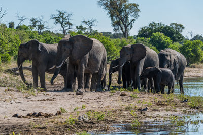 Elephant family in river against sky
