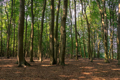 View of a forest