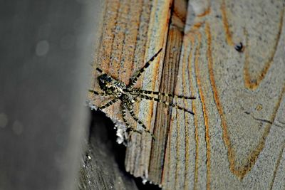 Close-up of spider on damaged wood