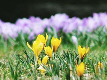 Close-up of yellow flower blooming in field