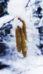 Close-up of frozen leaf