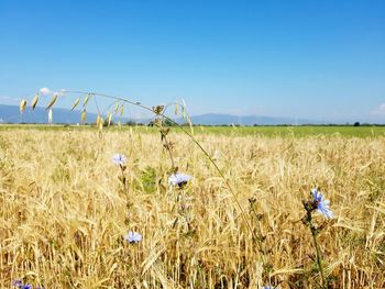 Plants growing on field against blue sky