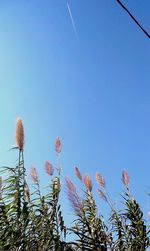 Low angle view of trees against clear blue sky