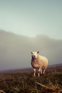 Sheep in a field