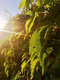 Close-up of green leaves