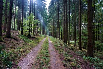 Dirt road amidst trees in forest