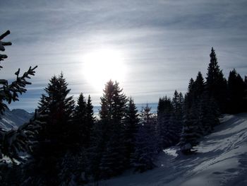 Trees against sky during winter