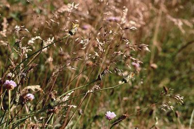 Close-up of flowering plants on field