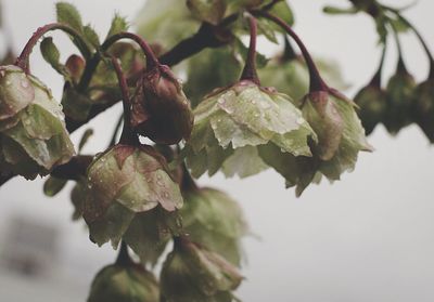 Close up of leaves