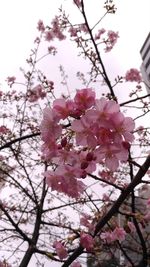 Low angle view of pink flowers on tree