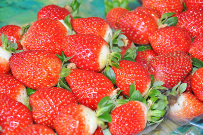 Strawberries growing in greenhouse