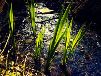 Close-up of plants growing in water