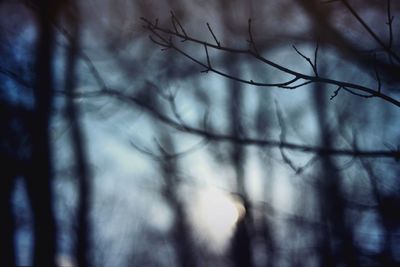 Close-up of branches against sky