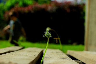 Close-up of caterpillar on plant