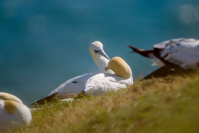 Close-up of bird