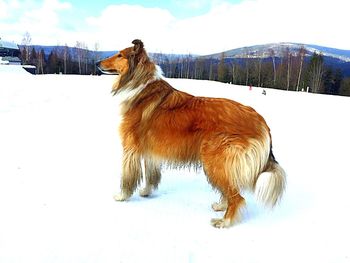 Side view of a dog on snow covered field