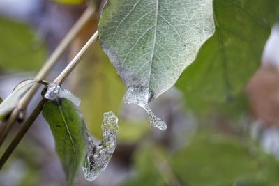 Close-up of water drops on plant